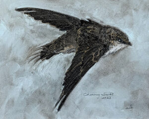 chimney swift