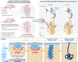 graphical abstract – jan 2024